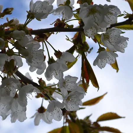Hotel Schnider Und Cafe