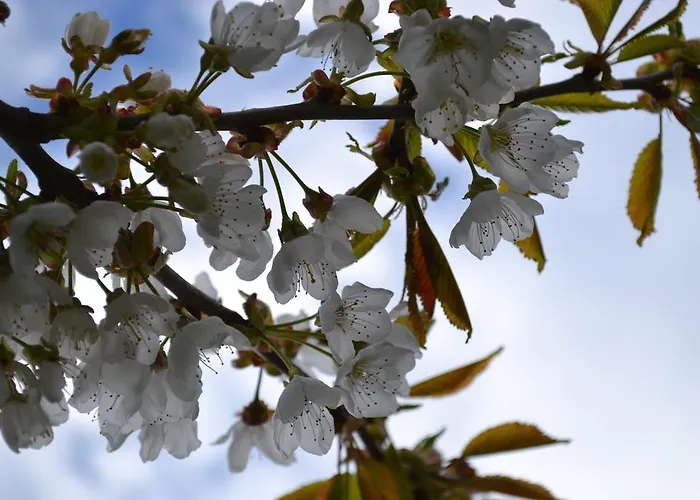 Hotel Schnider Und Café